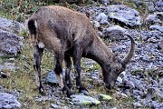 86 Stambecco maschio adulto bruca erbe 